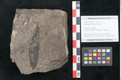 Foto (Objekt + Etikett) von Eucalyptus oceanica Unger (NHMW-GEO-2024-0188-8034)